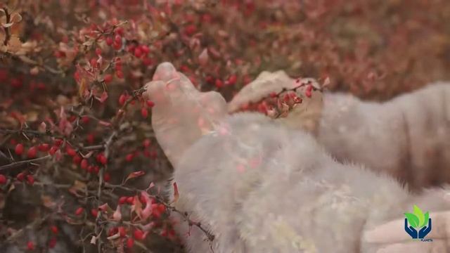 Crataegus: características, tipos, familia, variedades,siembra... смотреть онлайн