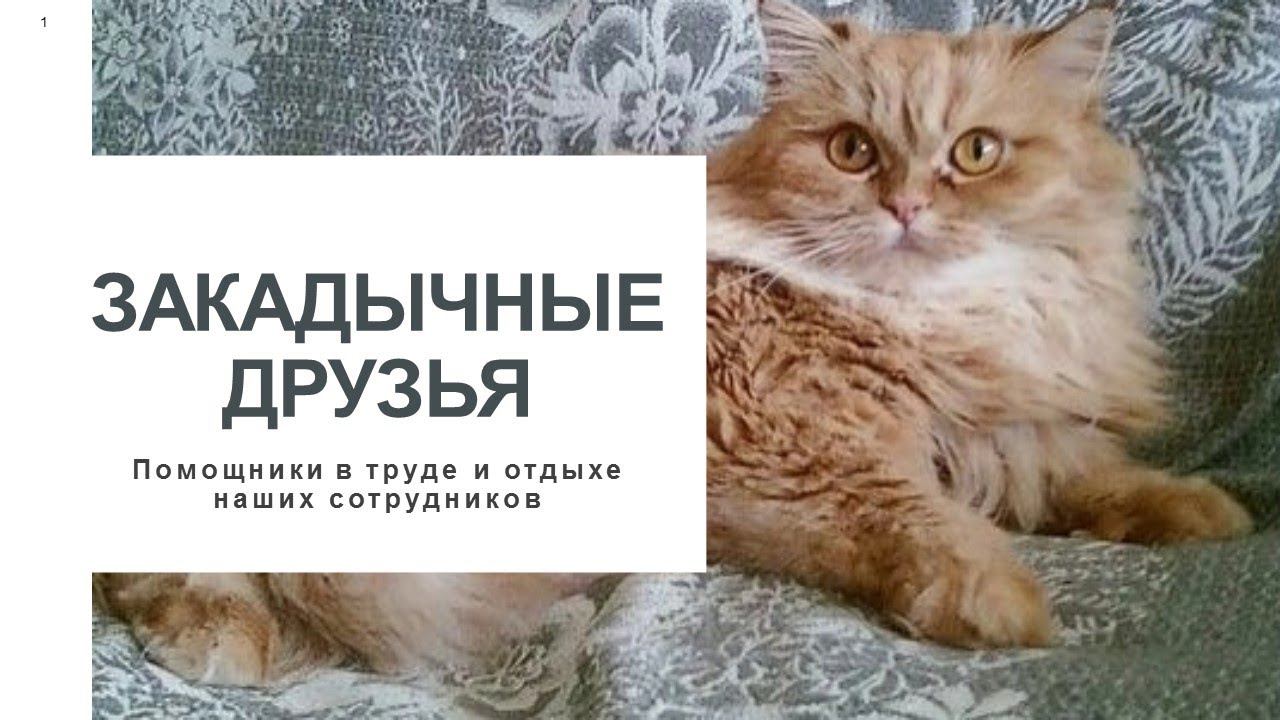 ЗАКАДЫЧНЫЕ ДРУЗЬЯ. Помощники в труде и отдыхе наших сотрудников смотреть онлайн