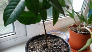 Гардения Жасминовидная. Пересадка. Укоренение.