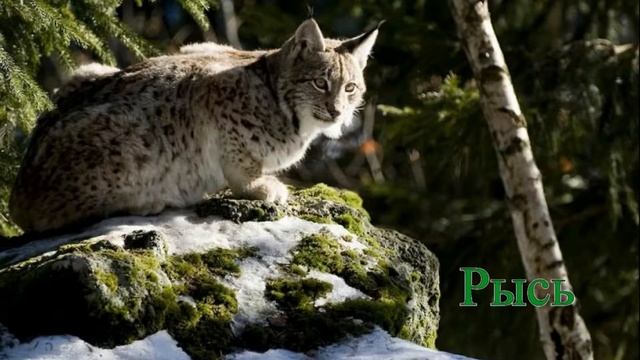 Дикие животные. Обучающее видео для детей