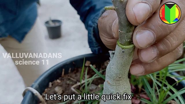 Grafting in adenium | ഗ്രാഫ്റ്റിംഗ് | How to graft an adenium plant | Desert rose смотреть онлайн