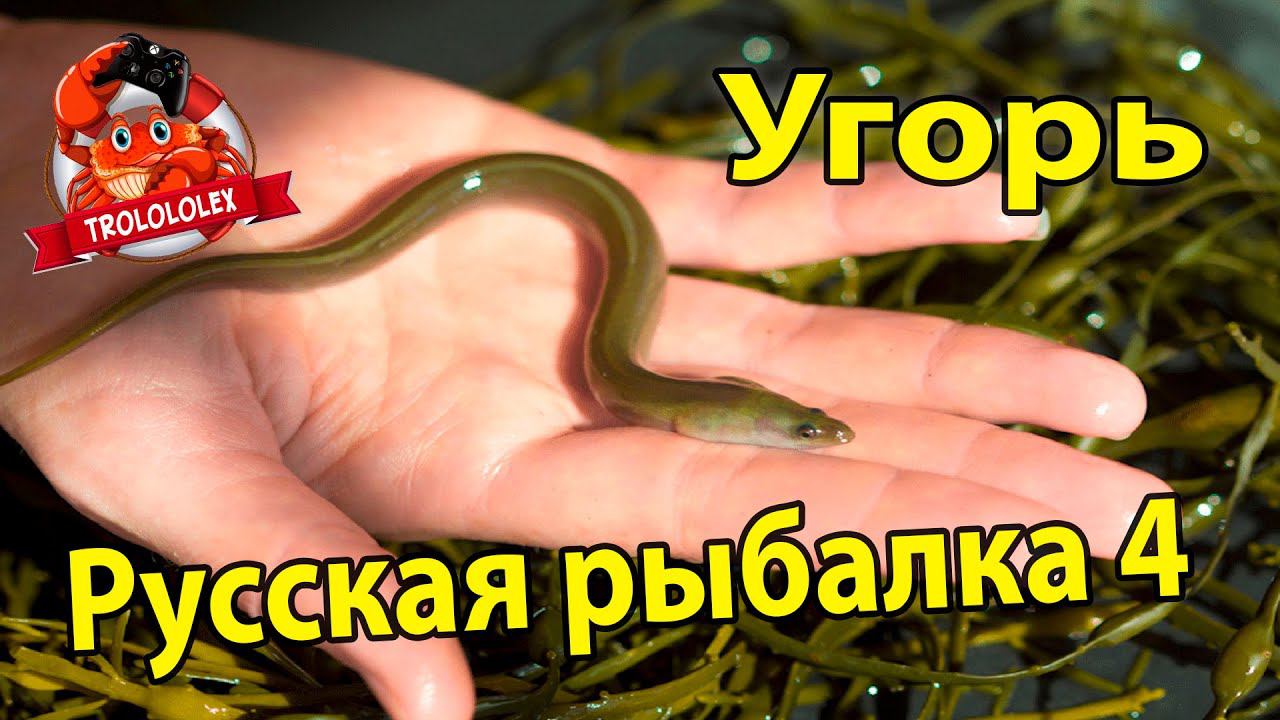 Русская рыбалка 4 Старый острог Охота за Угрем смотреть онлайн