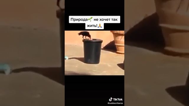 КАК ЖИВОТНЫЕ УБИРАЮТ МУСОР ЗА ЛЮДЬМИ смотреть онлайн