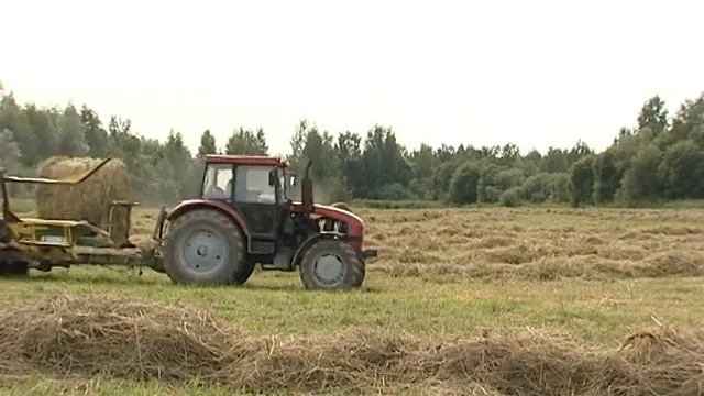 Сено для молочного животноводства смотреть онлайн