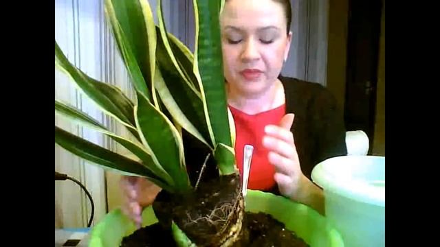 Сансевиерия, Сансевьера, Санса. Уход и пересадка.