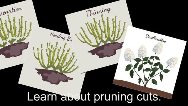 Pruning Shrubs Find Out How and When to Trim Bushes смотреть онлайн