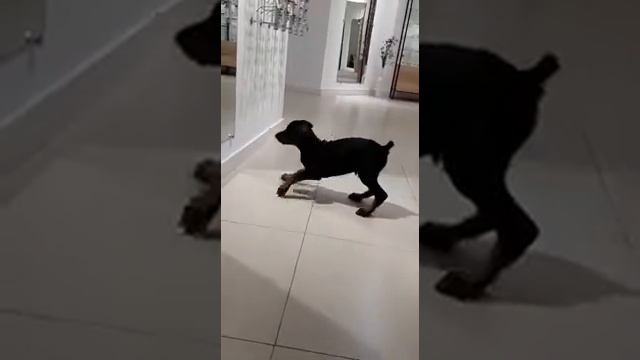 Щенок добермана и зеркало смотреть онлайн
