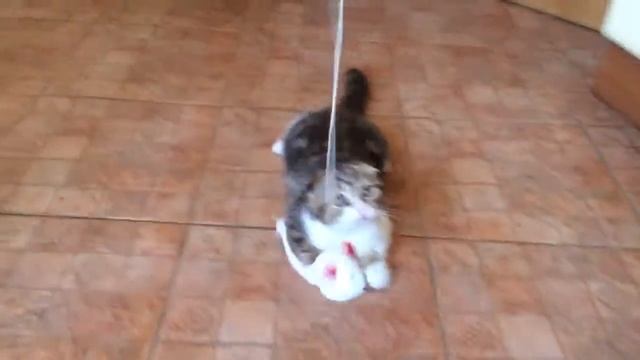 Вискас котята хайленд LynaKot смотреть онлайн