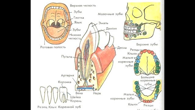 § 39 Зубы. Пищеварение в ротовой полости и в желудке смотреть онлайн