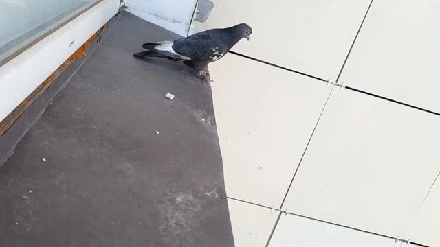 Feeding the pigeon смотреть онлайн