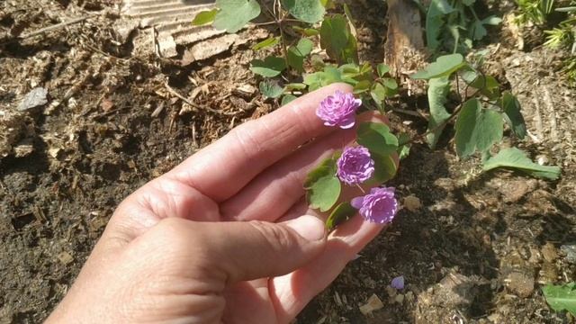 Нежные, романтичные и ароматные... У какого пиона в моем саду самые крупные цветы. смотреть онлайн