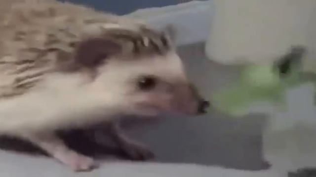 Ежик кушает)))))BEST FUNNY VIDEOS 2015!!!BEST FUNNY VIDEOS Compilation смотреть онлайн