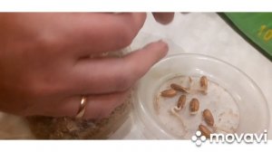 СЛИВА. Стратификация и посадка семян сливы в грунт. 1 часть #слива_из_косточки