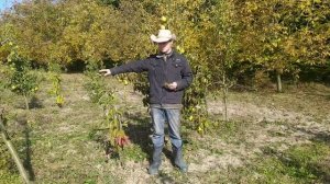 Как заставить хурму расти. И не только хурму.