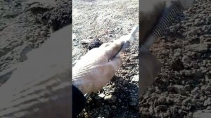 Увеличение клиренса джили мк