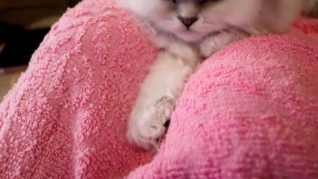 Как правильно купать котенка. смотреть онлайн