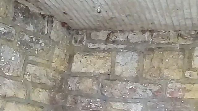 Англия страна пауков. Слабонервным не рекомендуется смотреть смотреть онлайн
