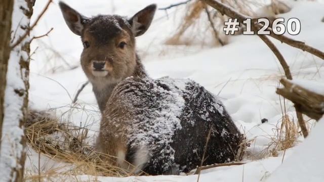 #1260. Олени (В мире животных) смотреть онлайн