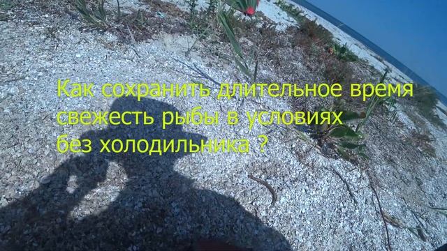 РЫБАЛКА НА КЕФАЛЬ!Как сохранить свежесть кефали без холодильника ! смотреть онлайн