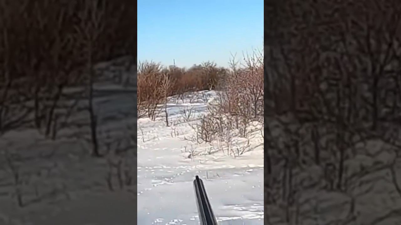Заяц вышел на выстрел #охота #охотаназайца смотреть онлайн