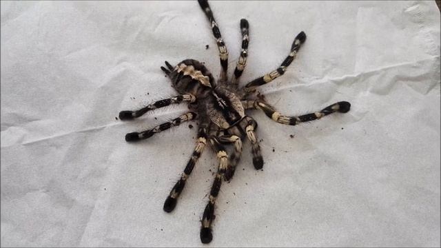 Poecilotheria regalis died :( смотреть онлайн