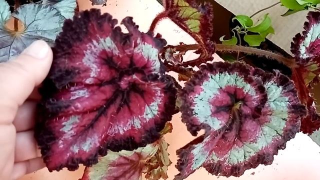 Обзор цветов на рынке в Славянске-на-Кубани. Часть 2. смотреть онлайн