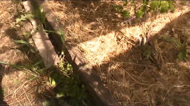 заготавливаем пряные травы для чая смотреть онлайн