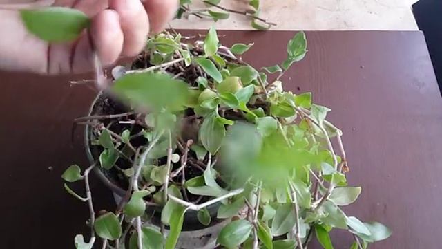 Традесканция - лечебное растение, как омолодить. смотреть онлайн