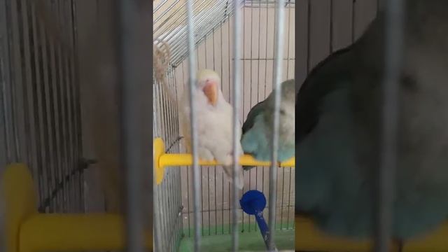 Неразлучник говорит привет. смотреть онлайн