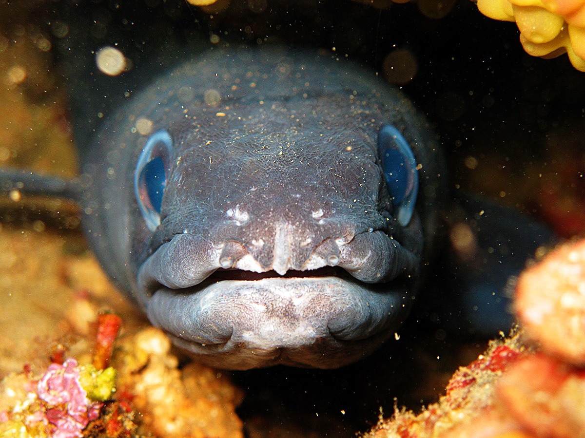 Подводная охота на морского угря (конгера). 1 часть. смотреть онлайн