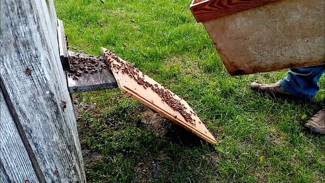 КАК ОБЪЕДИНИТЬ ДВА РОЯ ПЧЁЛ. !! САМЫЙ ЛУЧШИЙ СПОСОБ!! 06.06.2020 смотреть онлайн