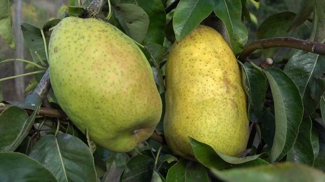 Груша ДОКТОР ЖЮЛЬ ГЮЙО смотреть онлайн