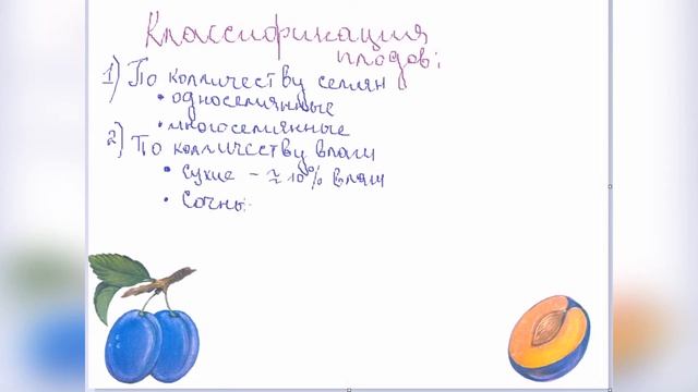 Строение и функции плода смотреть онлайн
