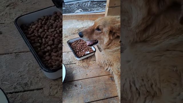 Ночь прошла хорошо,теперь надо привыкать к приютской жизни. смотреть онлайн