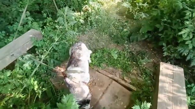 Прогулка к роднику с девчонками. Готовим простой ужин. смотреть онлайн
