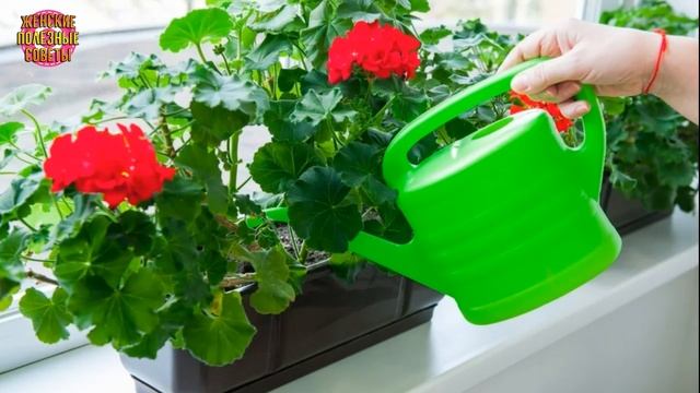 Хотите роскошный цветник в квартире? Тогда запоминайте секретики! смотреть онлайн