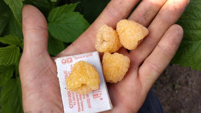 Золотая зюгана обзор плодоношения смотреть онлайн