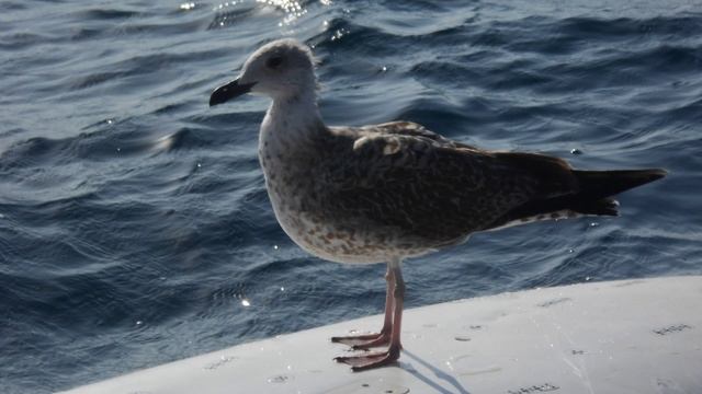 Kentavr смотреть онлайн