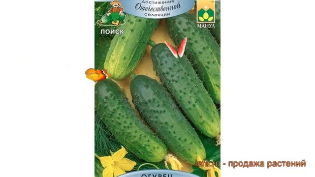 Огурец обыкновенный Емеля F1 (emelya f1) ? огурец Емеля F1 обзор: как сажать семена огурца Емеля F1 смотреть онлайн