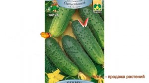 Огурец обыкновенный Емеля F1 (emelya f1) ? огурец Емеля F1 обзор: как сажать семена огурца Емеля F1