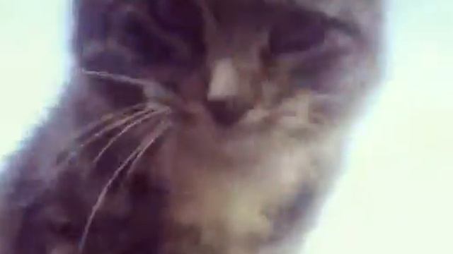 ПРИКОЛ КОТ ЧИХНУЛ ОТ ДУШИ смотреть онлайн