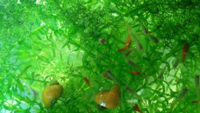 Кормление гуппи, ампулярий и пецилий