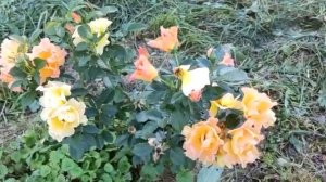 Роза Морден Санрайз, канадка