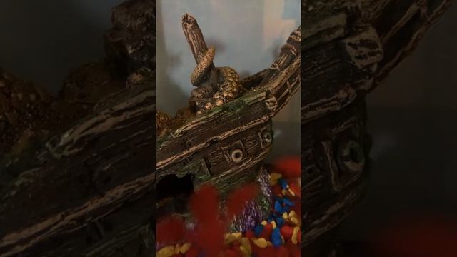 Уход за меченосцем ? смотреть онлайн