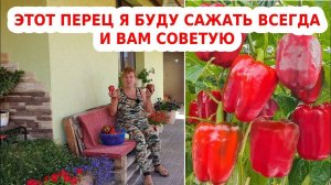 Этот сорт перца я буду сажать всегда - Калифорнийское чудо - высокоурожайный сладкий перец