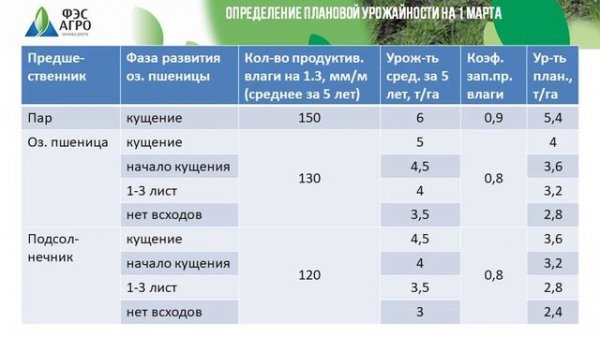 Озимая пшеница - ранние весенние подкормки