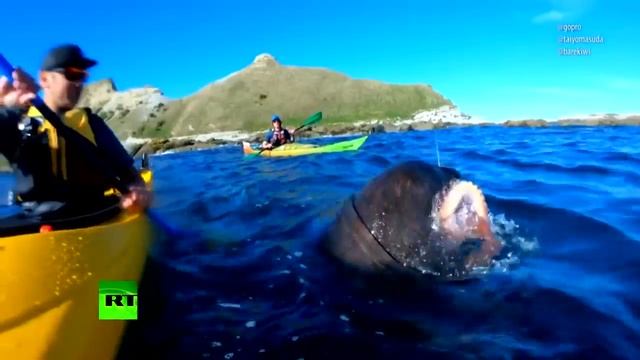 Тюлень «дал леща» осьминогом мужчине на каяке у берегов Новой Зеландии смотреть онлайн