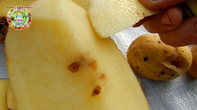 Секреты выращивания большого урожая здоровой и вкусной картошки в 2021 году смотреть онлайн