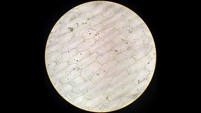 Лук под микроскопом смотреть онлайн