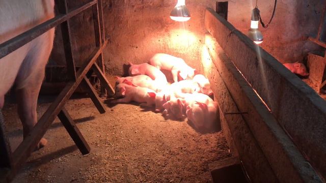 Ціна на поросят на базарі// діарея - кокцидіоз у поросят смотреть онлайн